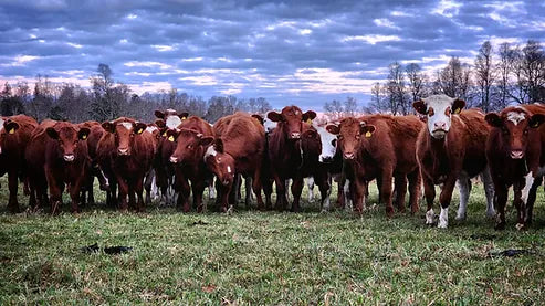 ¿Qué es la carne regenerativa y cómo se produce?