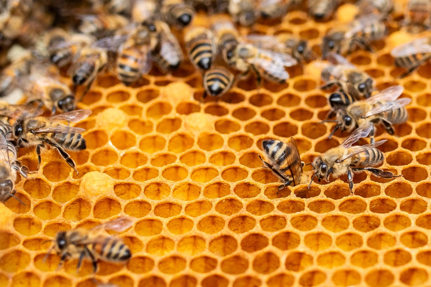 Miel Multifloral de nuestro campo 500 g